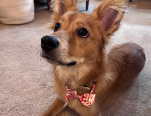 Our Pets Are Our Family Members